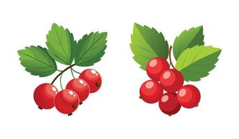 Beautiful Currant Berries on Branches with Leaves Colorful Design for Natural Food and Botanical Art Print vector