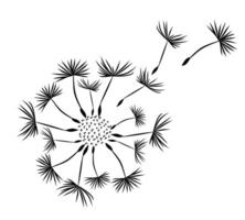 Drawing of flower of field dandelion. vector