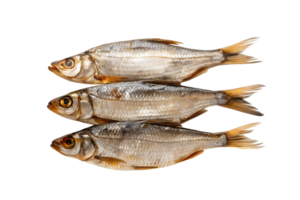 A stack of three dried roach fish against a studio shot png