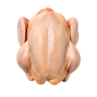 A whole raw chicken viewed from above showing skin texture and detail transparent background png