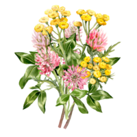 Hand drawn Little bouquet with pink Clover and Yellow Tansy png