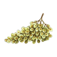 A bunch of white grapes. A hand-drawn watercolor illustration. An isolate. Color image. A design element for packaging and labels. For banners and posters. For restaurant menus, bars, and more. png