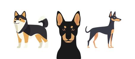Miniature Pinscher Japanese Chin and Chihuahua Dog Breeds A Visual Guide to Canine Companions vector