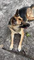Dog resting on forest trail. Mixed-breed dog with black and tan fur lying on a forest path, panting with tongue out after active play video
