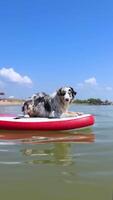 Watersport activity Aussie Australian Shepherd dog in blue marble color floats glove SUP board in sea, vertical video