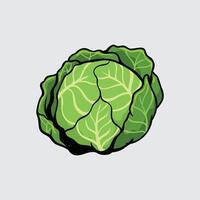 Cabbage vegetable Simple isolated cartoon illustration with a light background vector