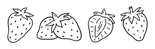 Strawberry set isolated on a white background. hand-drawn illustration in outline style. Perfect for cards, decorations, logo, menu, recipes, various designs vector