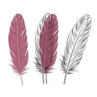 Set of bird feathers. Outline with transparent background, color illustration and combined drawing. Red color. vector