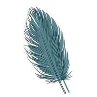 Stylized bird feather on a white background. vector
