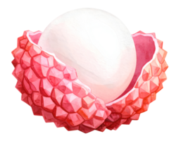 peeled lychee with shell watercolor isolated background png