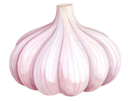 garlic bulb watercolor illustration isolated on transparent background isolated background png