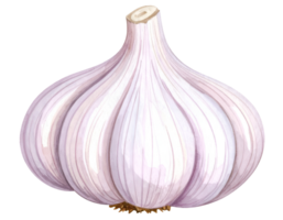 garlic bulb watercolor isolated isolated backgroundwith bottom root view png