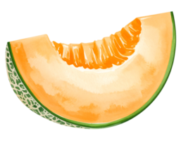realistic cantaloupe wedge watercolor isolated background png