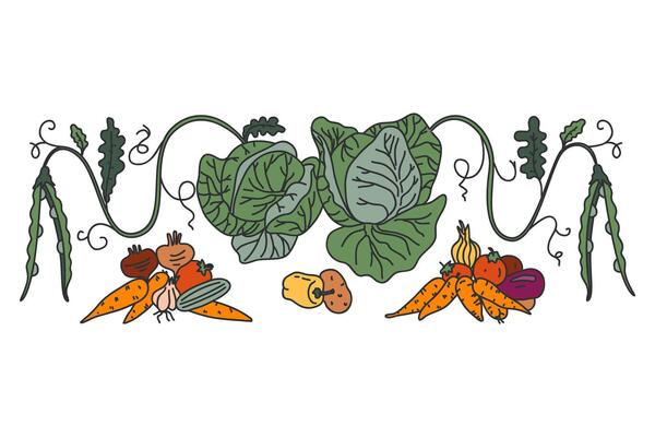 Botanical decorative different vegetables horizontal border pattern isolated on white background. Hand drawn colorful veggies plants with Roots Stems Leaves illustration. Graphic design element