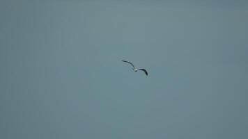 Seagull Flight Cloudy Sky Coastal Bird. Aerial view, seagull soaring, overcast day, coastal area. video