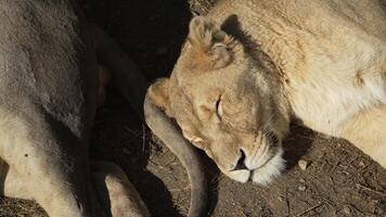 Lioness, Zoo, Resting - A female lion resting in a zoo enclosure. video