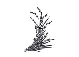 Rice plant, basmati grain. Graphic panicles shape vector