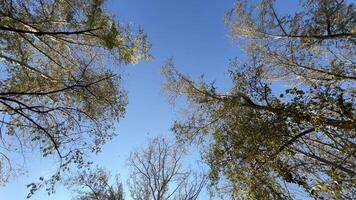 Looking through the branches of a tree at the blue autumn sky, creating a natural border of treetops around the blue sky video