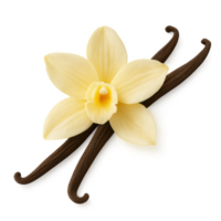 Elegant Vanilla Flower with Pods on a Simple Background png