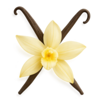 Elegant Vanilla Flower with Cutout Design on Simple Background png