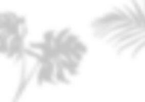 Abstract background with blurred plants shadow overlay vector