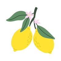 Mediterranean Citrus. Lemon. illustration. vector
