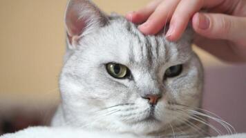 Cat Petting Hand Indoor.Close-up Silver Tabby cat being gently petted indoors, showing affection and calm interaction. video