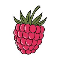 Fresh Single Raspberry with Green Leaves vector