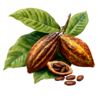 Two cacao pods with lush green leaves and cocoa beans are displayed against a transparent background, creating a rich and vibrant botanical illustration. png