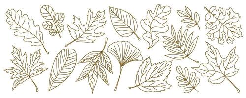 set of autumn leaves in elegant linear style. Hand-drawn botanical elements with thin outlines. Decorative foliage for print, banner, card, poster and minimalist nature design element. vector