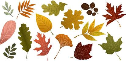 Colorful autumn leaves collection illustration vector
