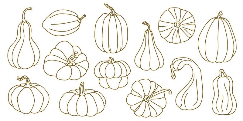 Set of hand-drawn outline pumpkins in elegant linear style Autumn vegetable collection with different squash and gourd shapes Ideal for cards, prints, packaging, farm market labels, Thanksgiving decor