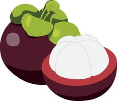 illustration of a fresh mangosteen fruit, featuring one whole and one half showing white juicy flesh. Tropical exotic fruit ideal for food, health, and botanical concepts. vector