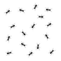 Pattern of scattered black ants on a white background. Repeating insect design perfect for wallpapers, textiles, backgrounds, or nature-themed decorations vector