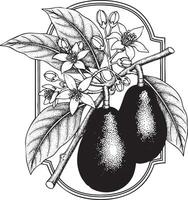 Avocado branch with fruit and flowers in a decorative frame silhouette vector