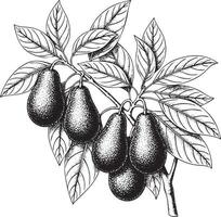 Black and white illustration of avocados on a branch with leaves silhouette vector