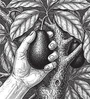 Hand picking ripe avocado from tree branch with lush leaves silhouette vector