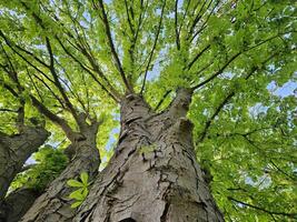 Low-angle view of tall trees with rough bark and dense, bright green foliage forming a lush canopy under a clear blue sky in spring. photo