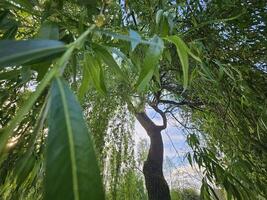 Serene view through long, slender willow leaves revealing a tall tree trunk against a soft blue sky, bathed in warm natural light. photo