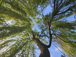 Looking up through a graceful willow tree with drooping green branches and leaves, bathed in golden sunlight under a vibrant blue sky. photo