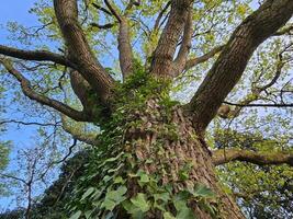 Close-up upward perspective of a tall tree with textured bark, lush green ivy climbing its trunk, and fresh spring foliage against a vibrant blue sky. photo