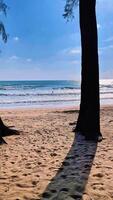 view of Kamala Beach, Phuket, Thailand. Soft waves lapping on the white sand shore, lined with tropical palm trees. Ideal tropical beach for relaxation, sunset view. video