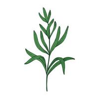 Rosemary engraved color sketch hand drawn on isolated background. Botanical illustration of culinary aromatic herb. Food, medicine, aromatherapy. Design element for logo, sign, card, label vector