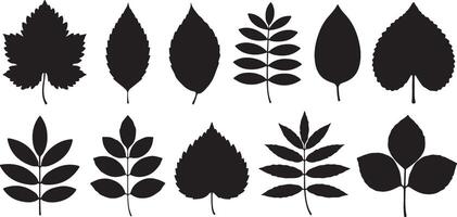 Twelve Black Silhouettes of Diverse Leaf Shapes and Structures Isolated on White Background Botanical Graphic Set for Design Projects vector