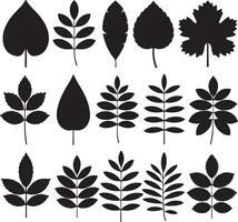 Collection of Sixteen Black Silhouettes of Various Leaf Shapes and Branching Patterns Isolated on White Background Graphic Design Elements for vector