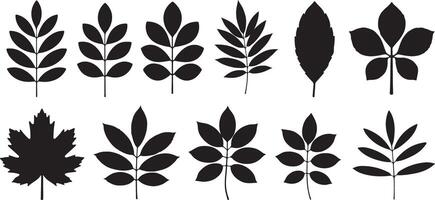 Black and White Traced Silhouettes of Various Leaf Types Including Maple Ash and Other Foliage Botanical Illustrations Set of Twelve vector