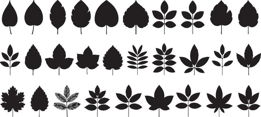 Thirty Black Silhouettes of Various Leaf Types Arranged in Three Horizontal Rows on White Background Botanical Illustration Set of Simple Leaf Shapes