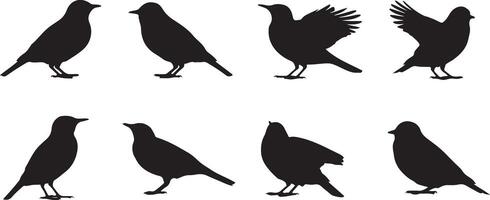 Eight Black Bird Silhouettes Traced Graphic Set Various Poses Simple Line Art Black and White Bird Illustrations vector