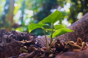 Young green plant growing from forest floor with blurred background photo