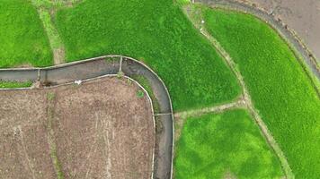 Aerial drone view of rice fields video